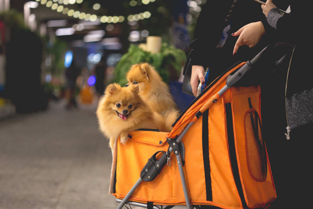 Costs of Shipping a Dog